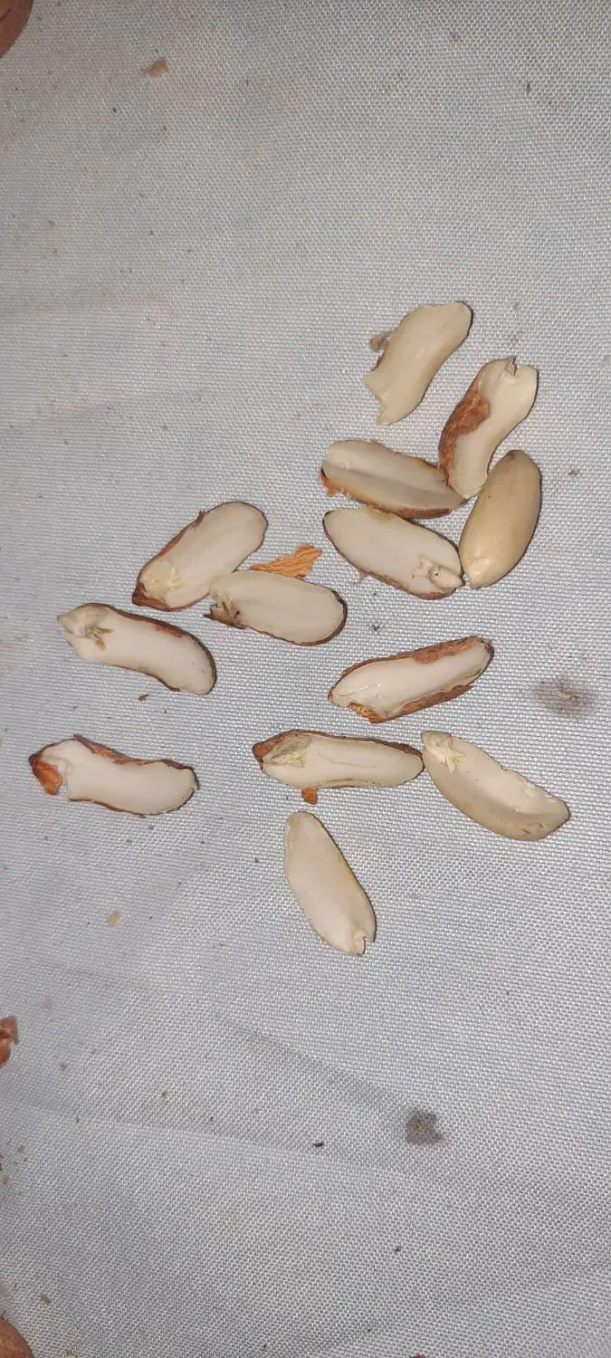 بادام زمینی|خوردنی و آشامیدنی|پاکدشت, شهرک امام رضا|دیوار