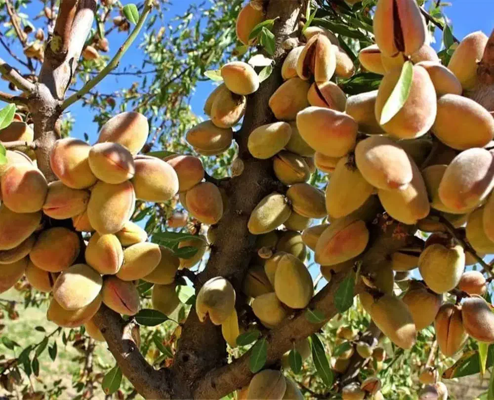 فرو.ش نهـا.ل با مــشا.وره تخـصــصـی|خدمات باغبانی و درختکاری|سنندج, |دیوار