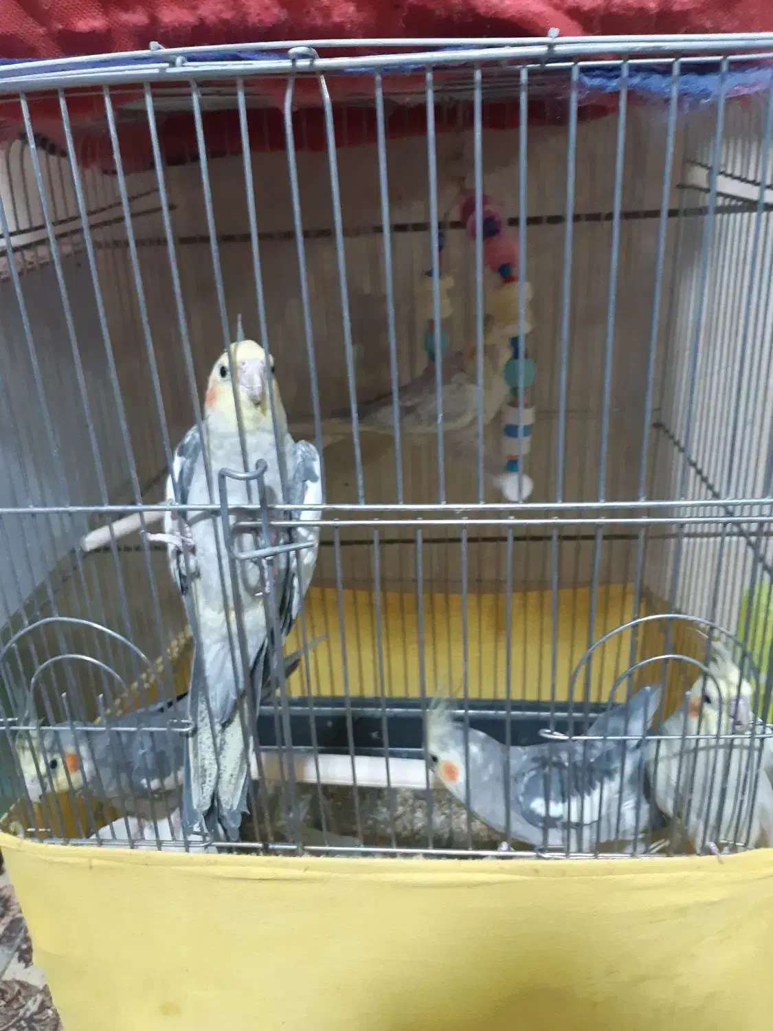 فروش عروس هلندی|پرنده|رفسنجان, |دیوار