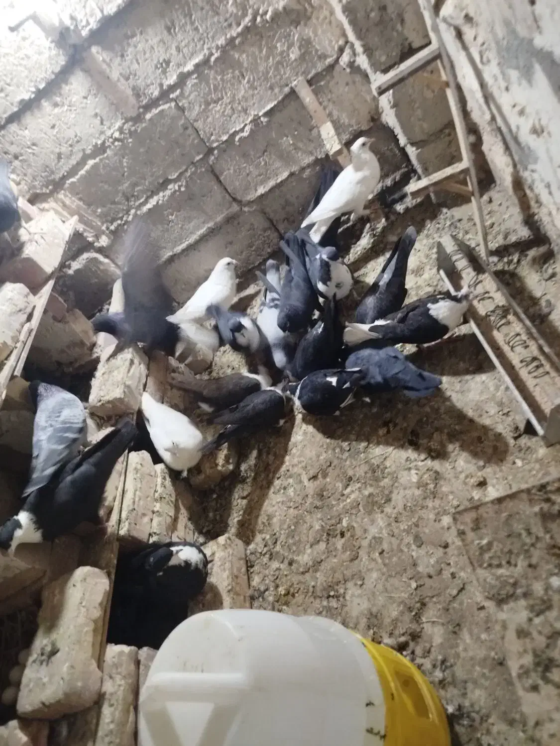 کبوتر کوله ایی|پرنده|هیرمند, |دیوار