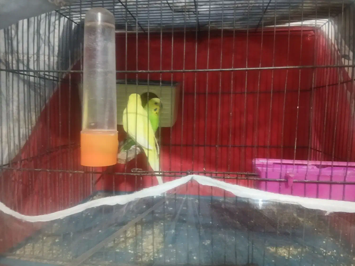 عروس هلندی و مرغ عشق هر دو با تخم|پرنده|سیرجان, |دیوار