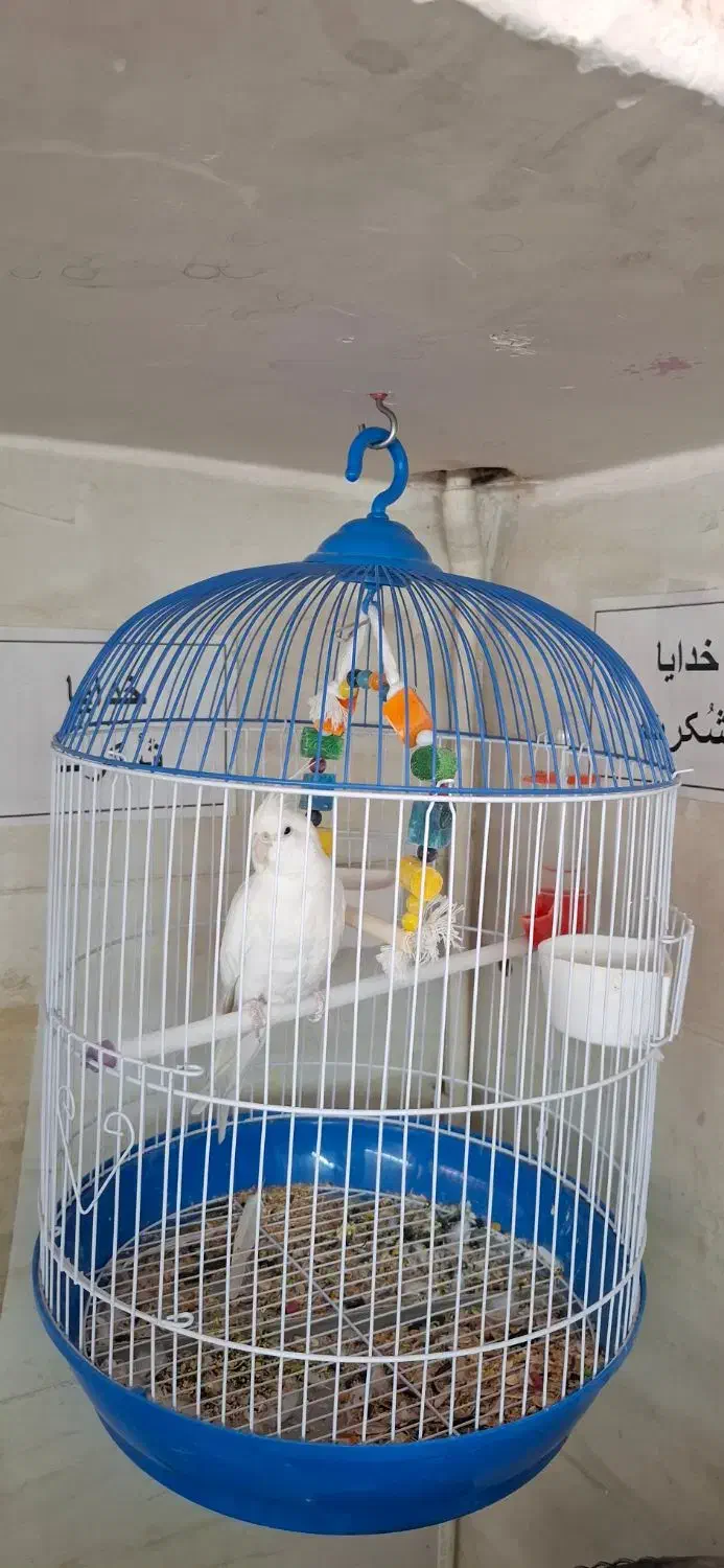 عروس هلندی|پرنده|محمدشهر, محمدشهر|دیوار