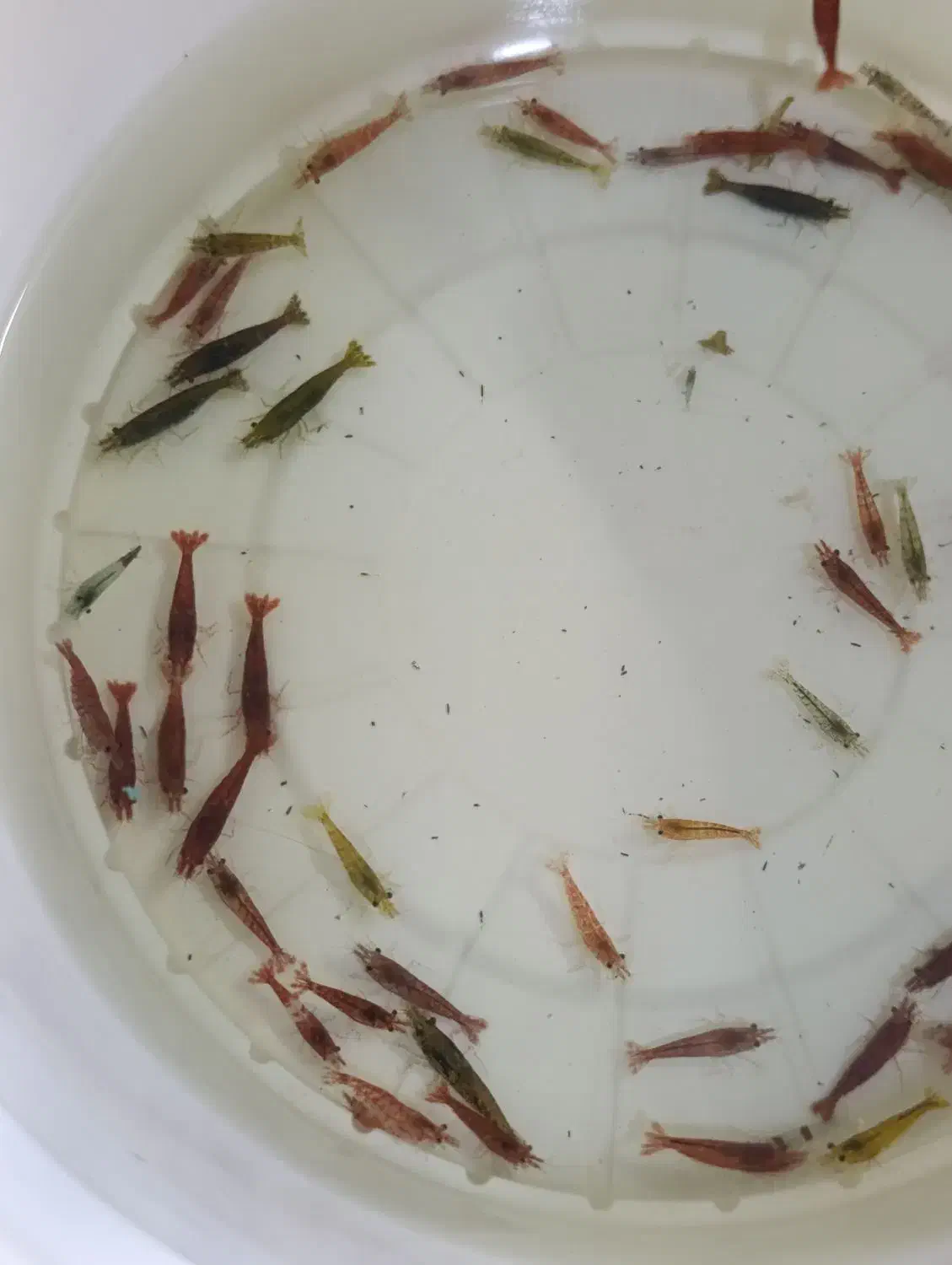 میگو شریمپ|ماهی|زنجان, |دیوار