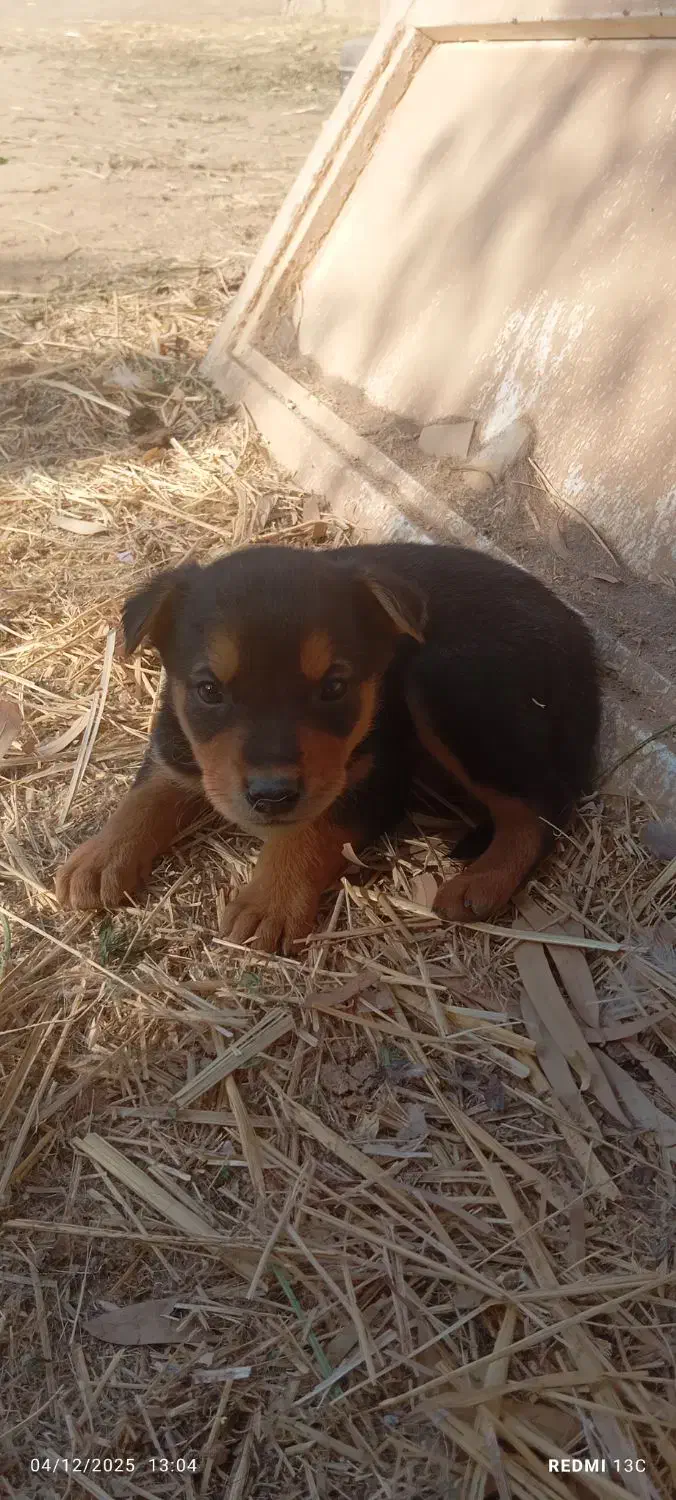 توله سگ ژرمن مناسب نگهبانی|سگ|زارچ, |دیوار