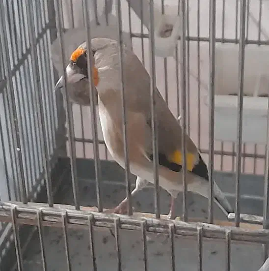 سهره دورگ معاوضه با رسمی یا سهره قناری نر|پرنده|ری, ولی آباد|دیوار