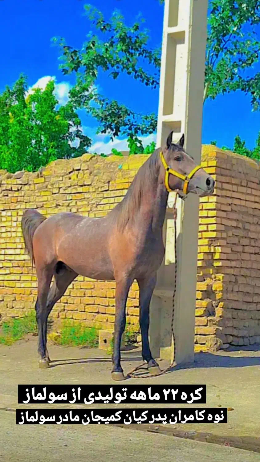 مادیان کردی|اسب و تجهیزات اسب‌سواری|همدان, |دیوار