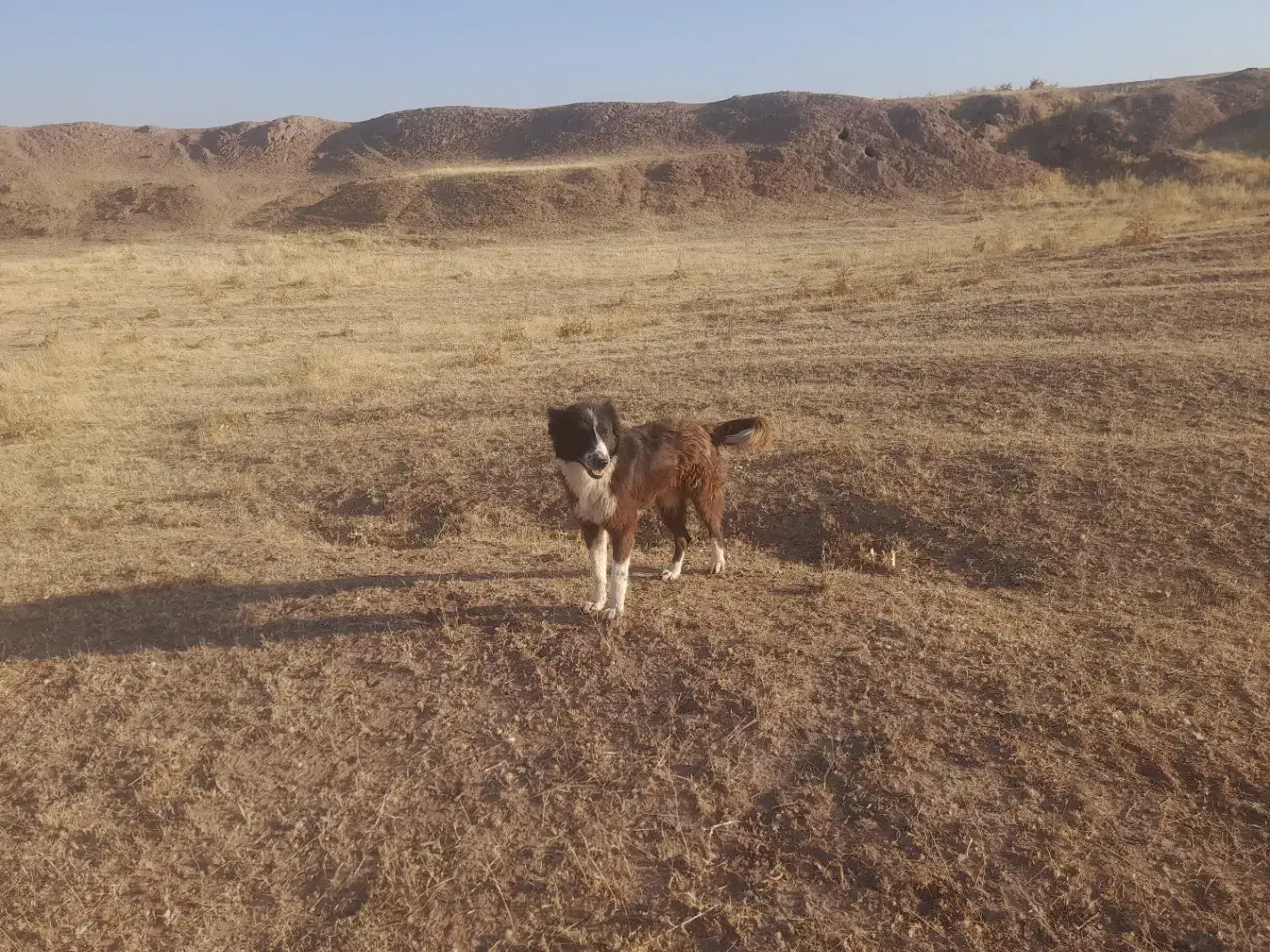 سگ ماده|سگ|قصرشیرین, |دیوار