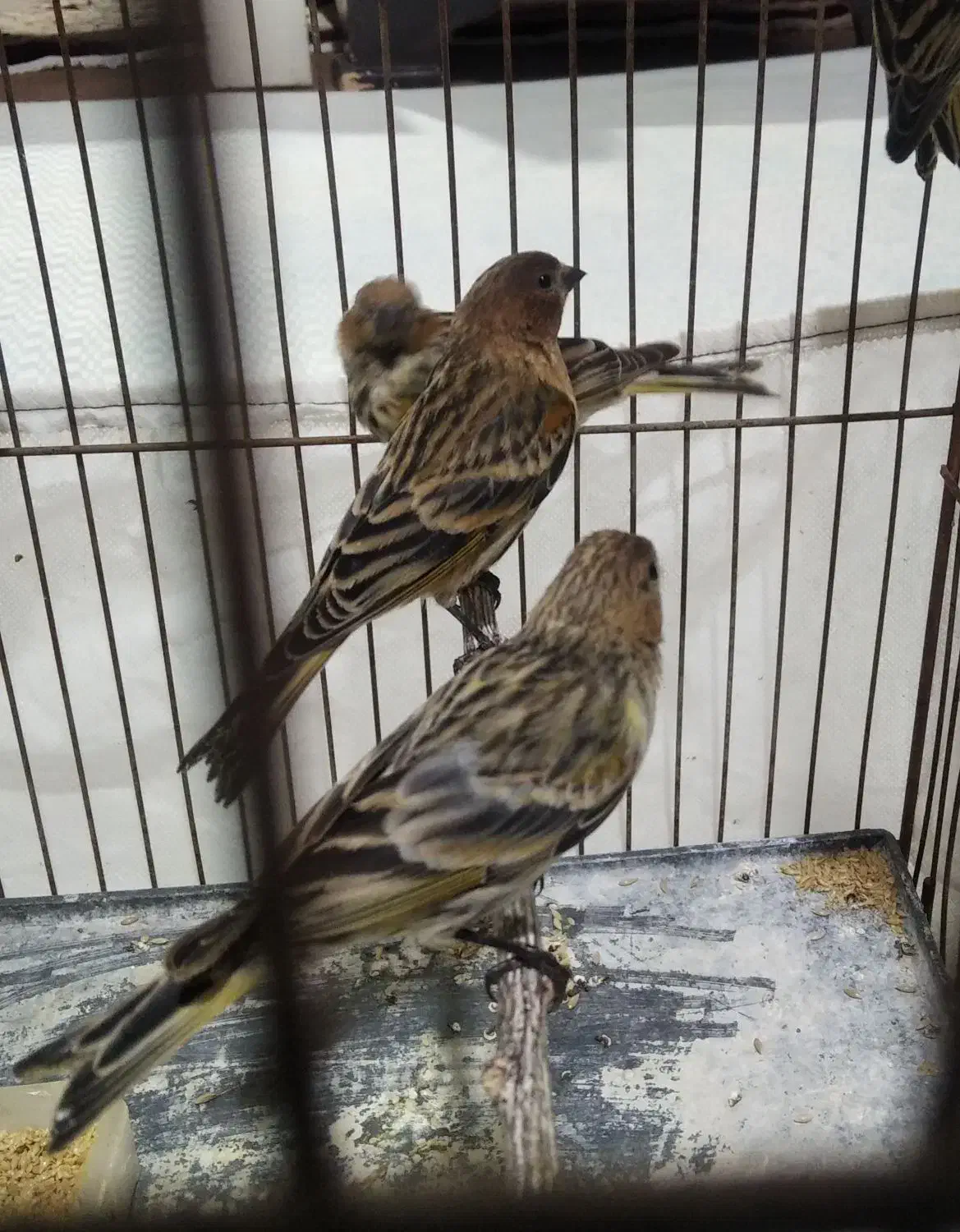 گلبسر جوجه قفس|پرنده|ماکو, |دیوار