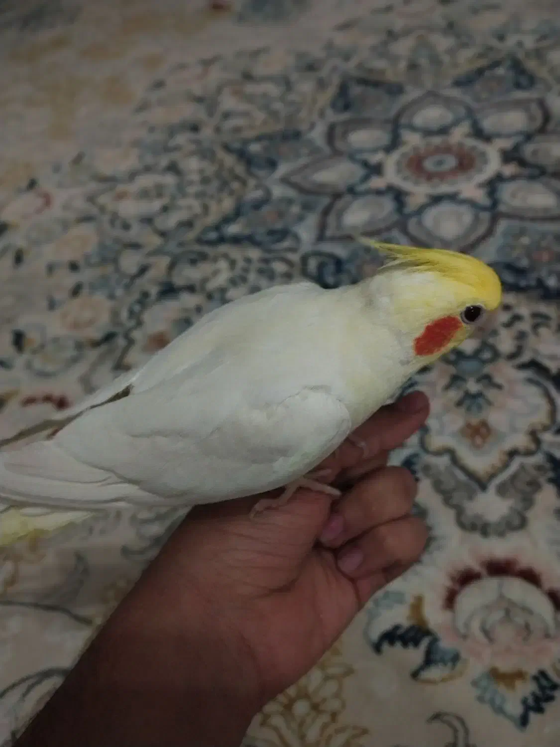 عروس هلندی لوتینو دستی|پرنده|نجفآباد, یزدانشهر|دیوار