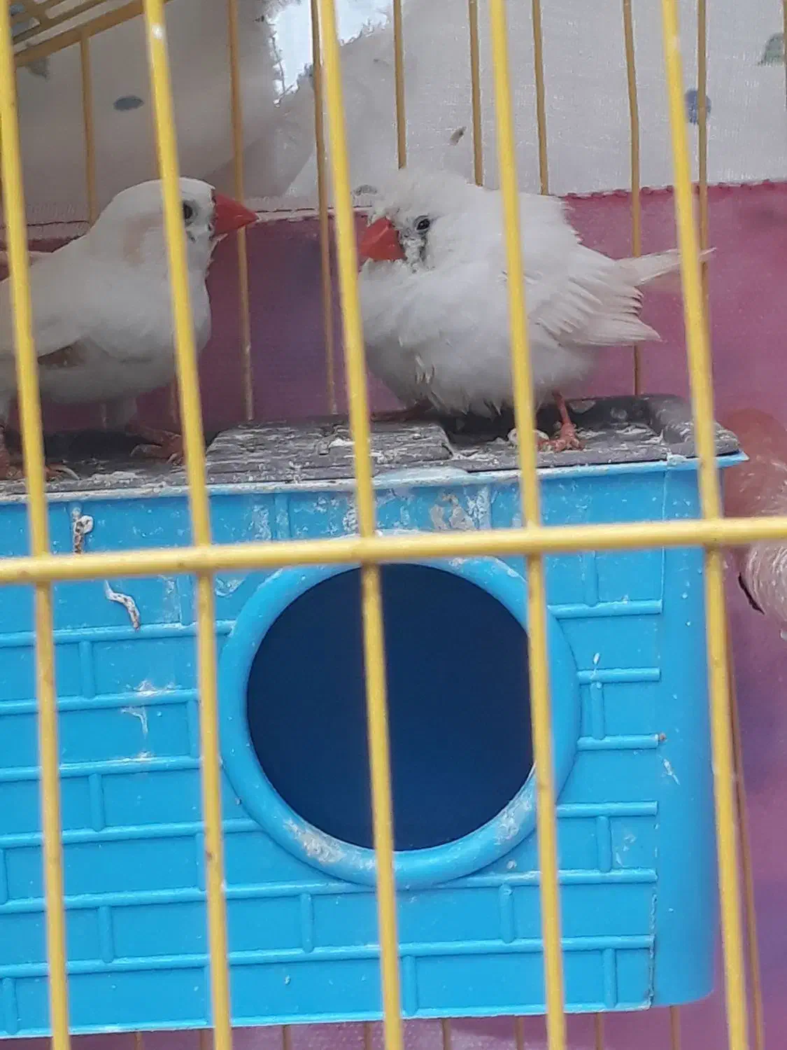 دو عدد فنچ گمشده|حیوانات|تالش, هشتپر|دیوار