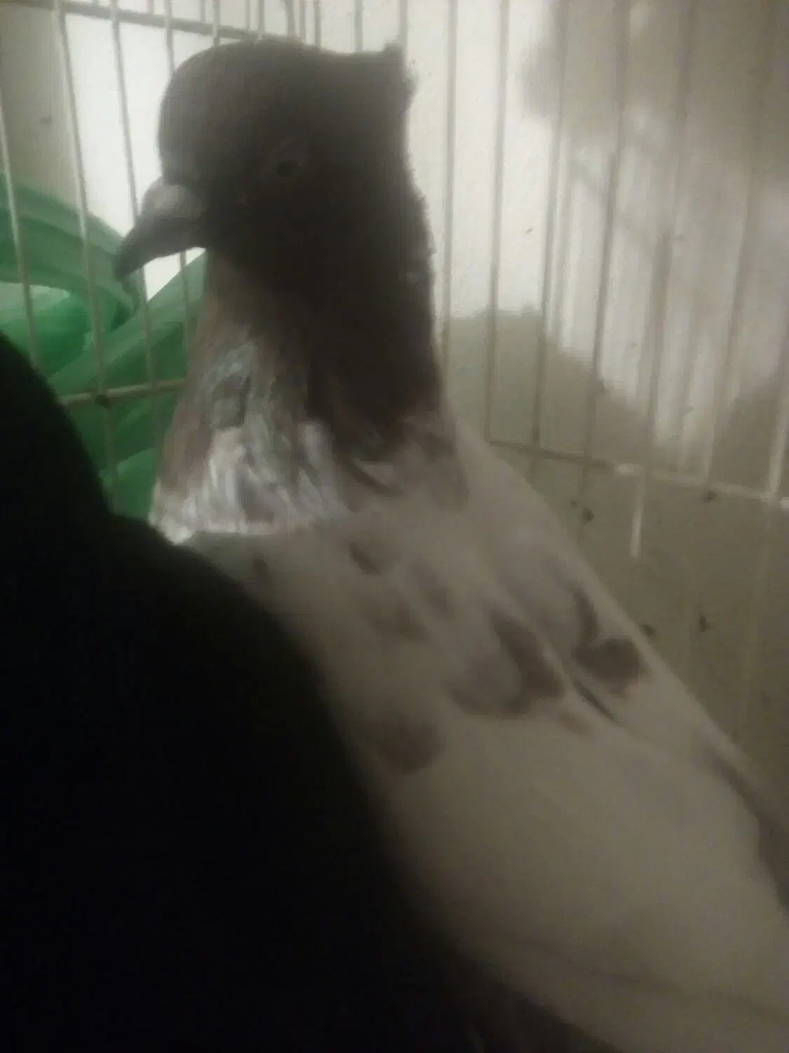 سینه قهوه ای|پرنده|زابل, |دیوار