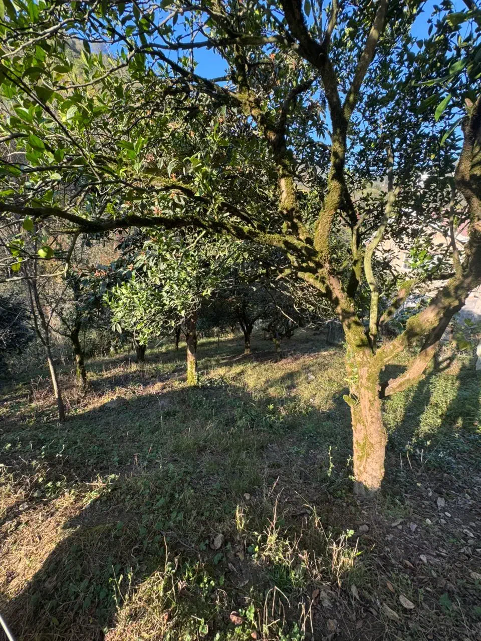 زمین مسکونی|فروش زمین و ملک کلنگی|چابکسر, |دیوار