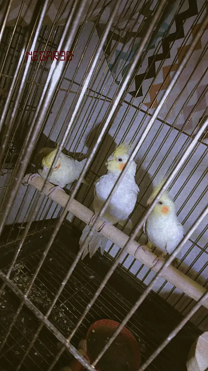 عروس هلندی مولد با یک جوجه|پرنده|ایلام, |دیوار