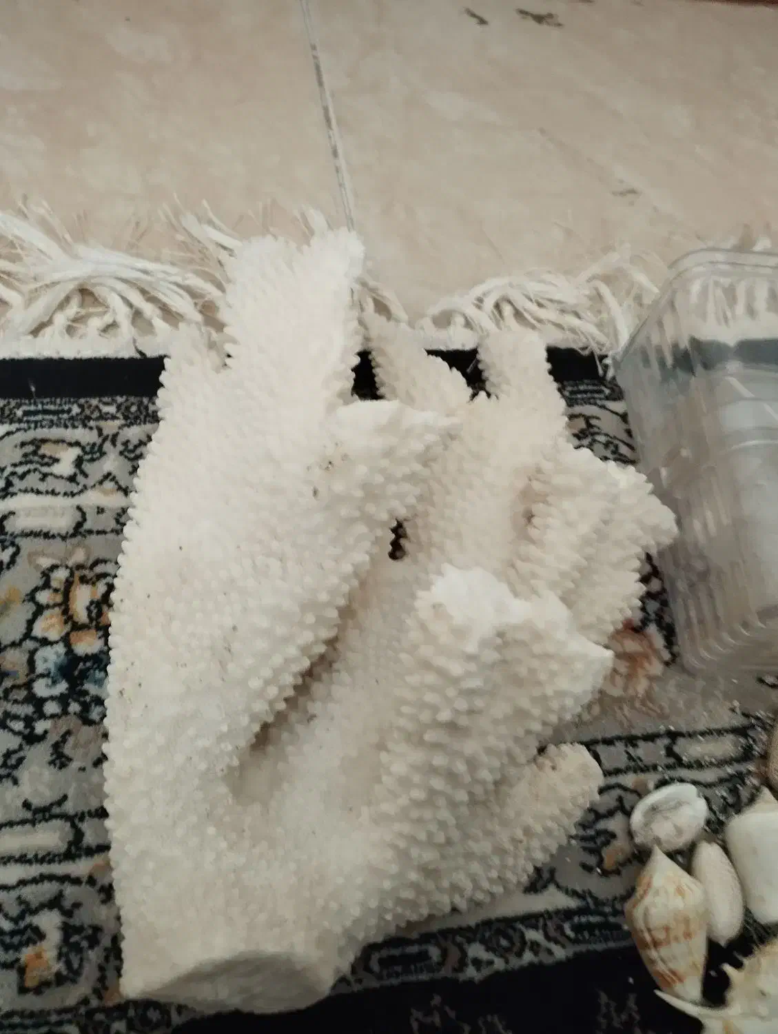 قیمت 500|ماهی|پاکدشت, شهرک امام رضا|دیوار