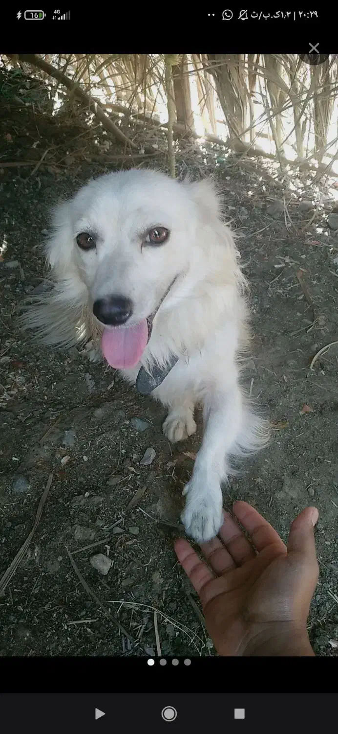 فروشی|سگ|جیرفت, |دیوار