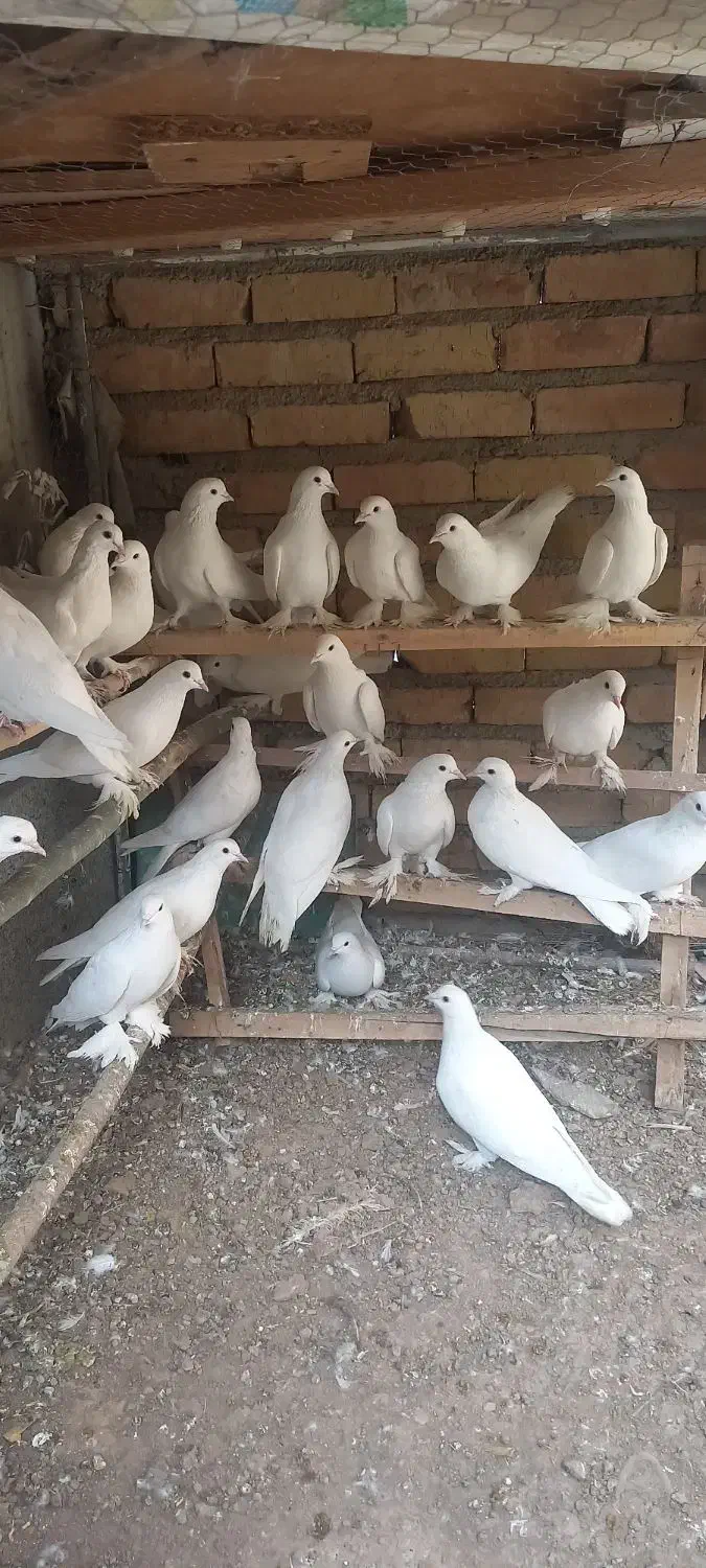 کبوتر یاهو|پرنده|بهار, |دیوار