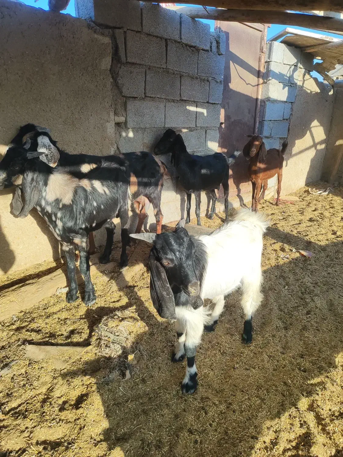 پنج بزنجدی ودوعددبزنردرشادگان|حیوانات مزرعه|شادگان, |دیوار