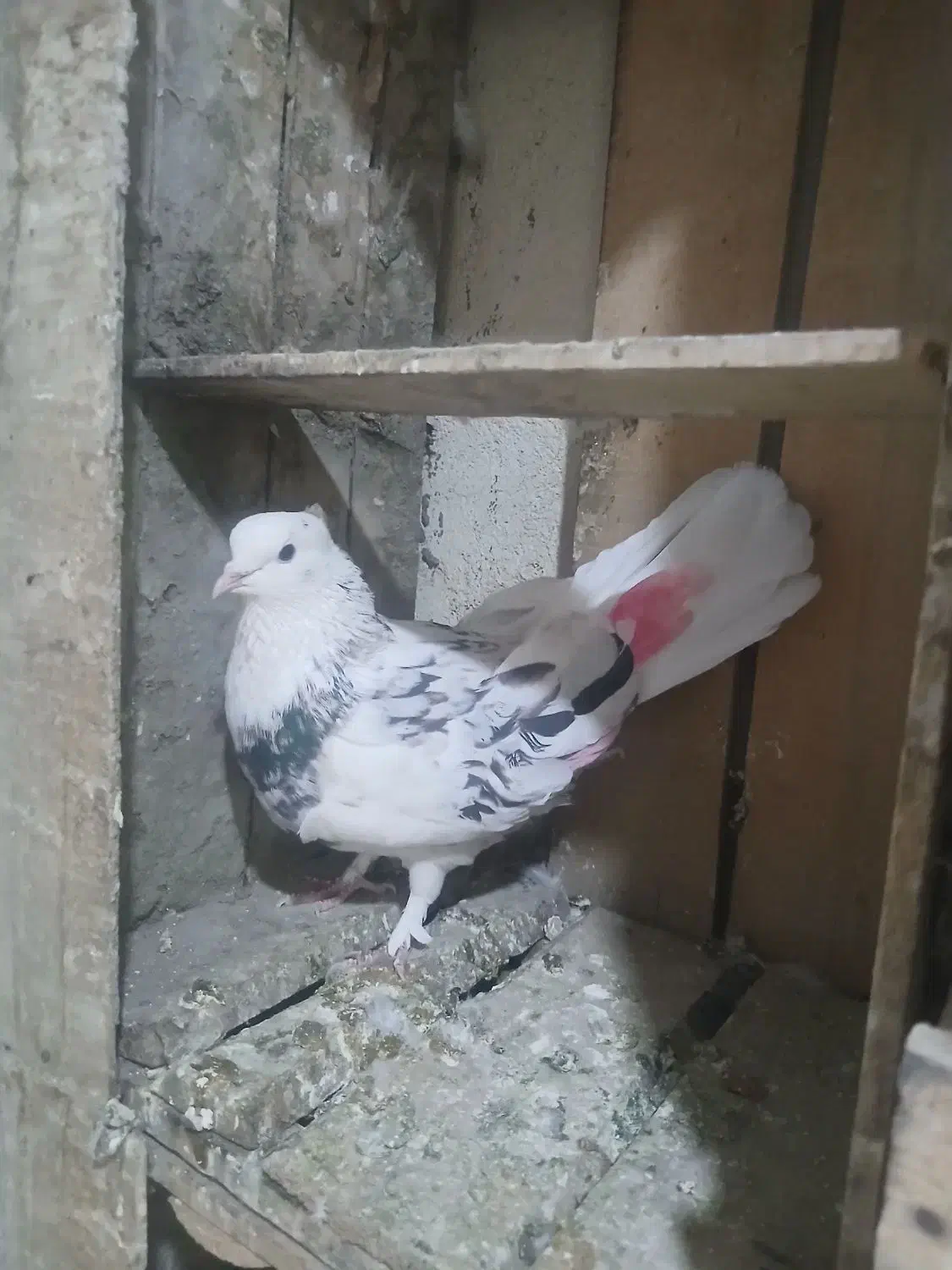 هما|پرنده|نقده, |دیوار