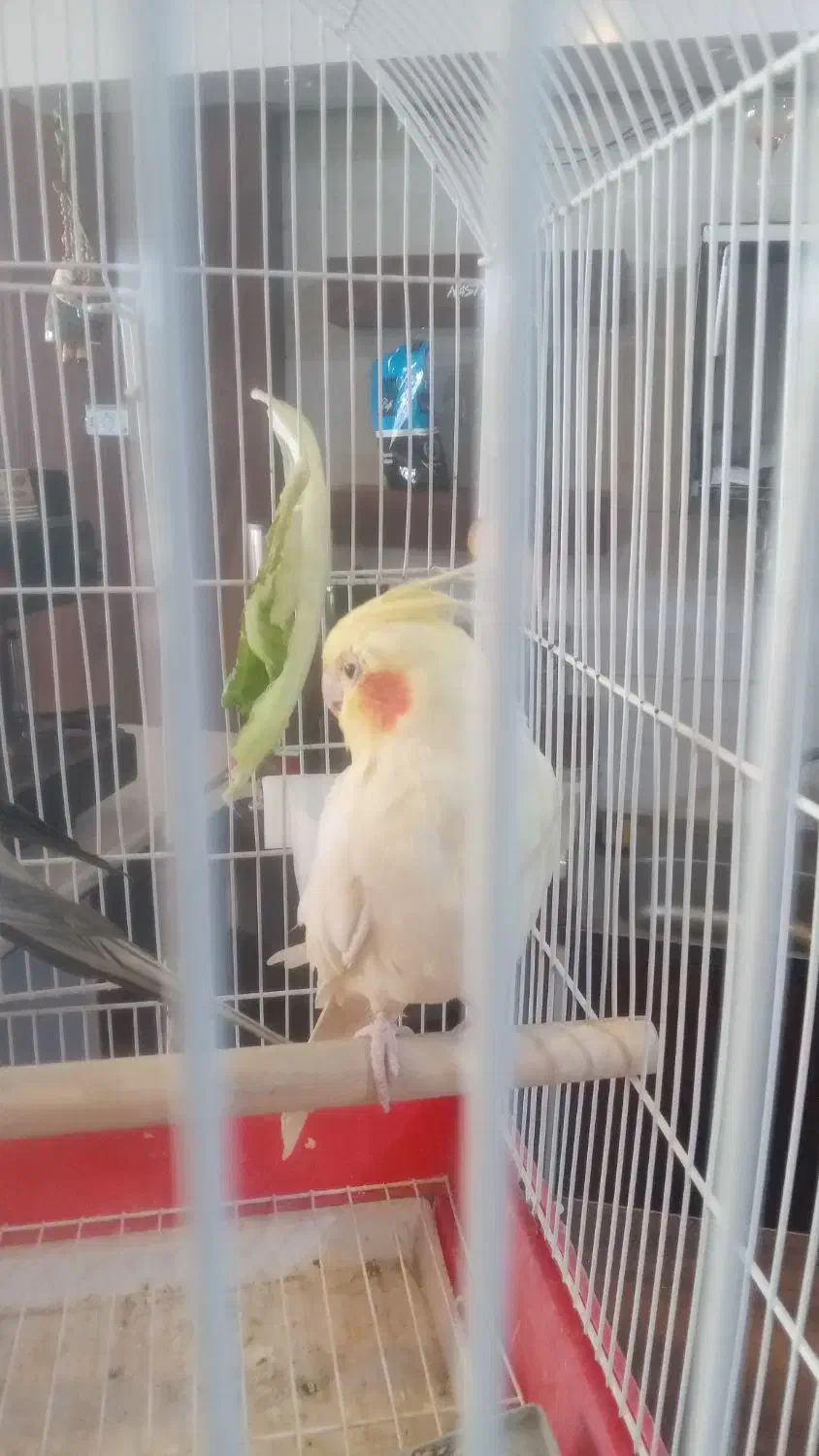 عروس هلندی|پرنده|جیرفت, |دیوار