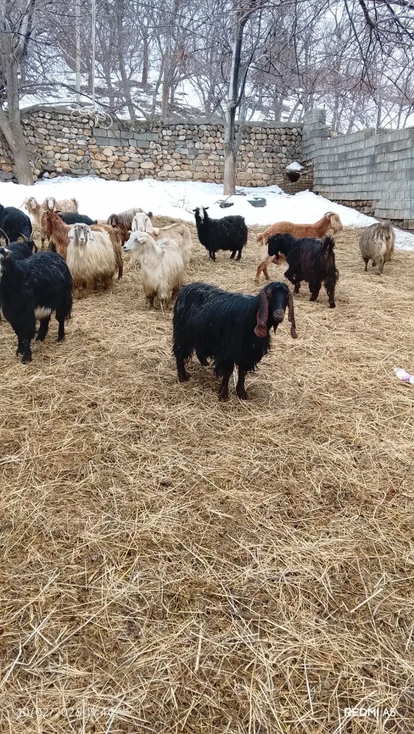 بز خانگی و شیری|حیوانات مزرعه|سیلوانه, |دیوار