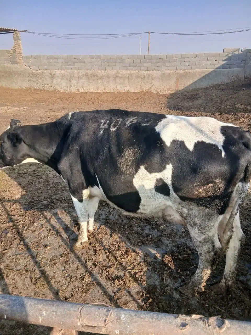 گاو گوساله تلیسه|حیوانات مزرعه|اصفهان, قهجاورستان|دیوار