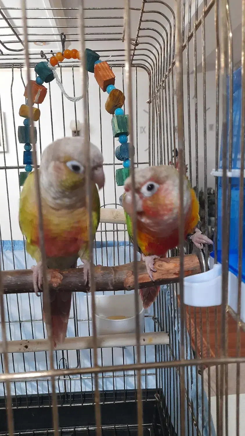 طوطی گرینچیک|پرنده|احمدآبادمستوفی, |دیوار