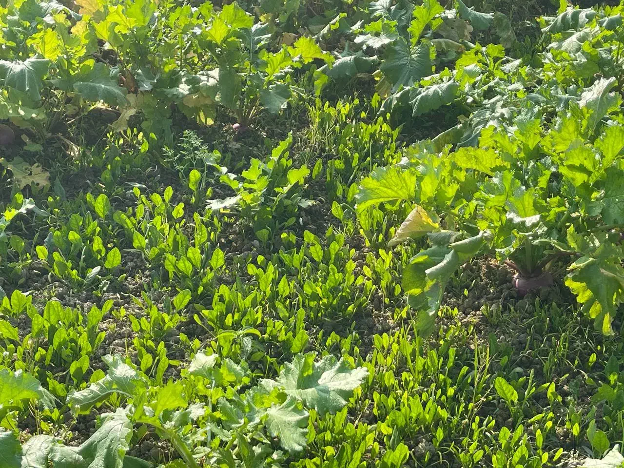 فروش چغندر|خوردنی و آشامیدنی|سرخرود, |دیوار