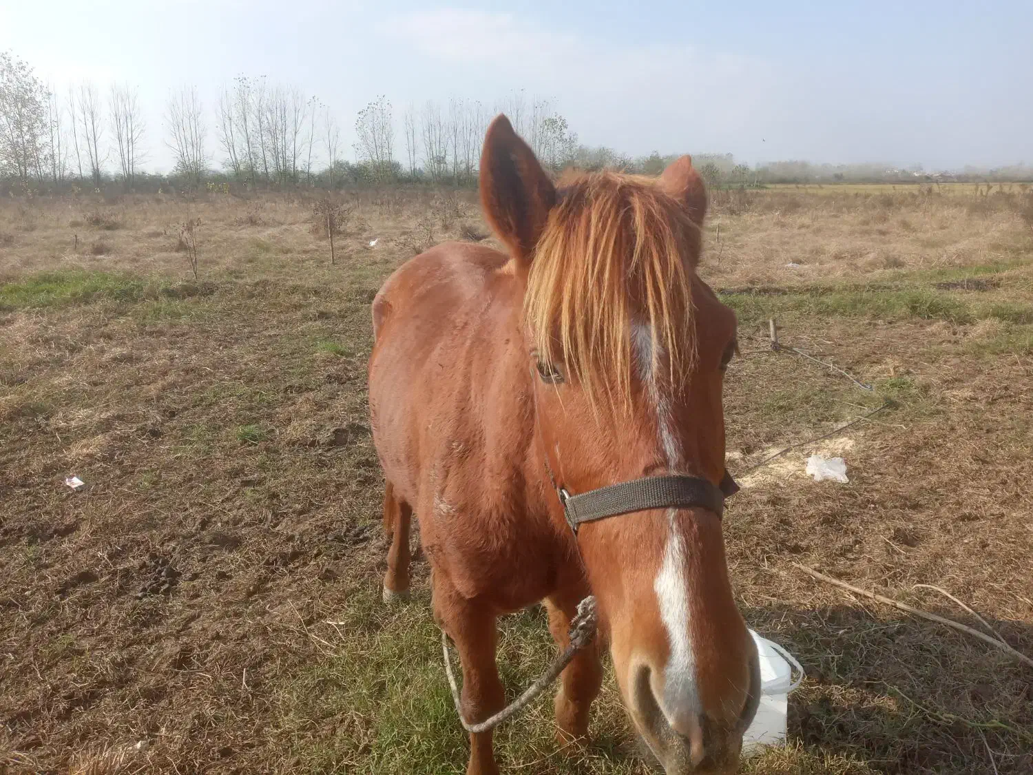 اسب|اسب و تجهیزات اسب‌سواری|رشت, فرودگاه سردار جنگل رشت|دیوار