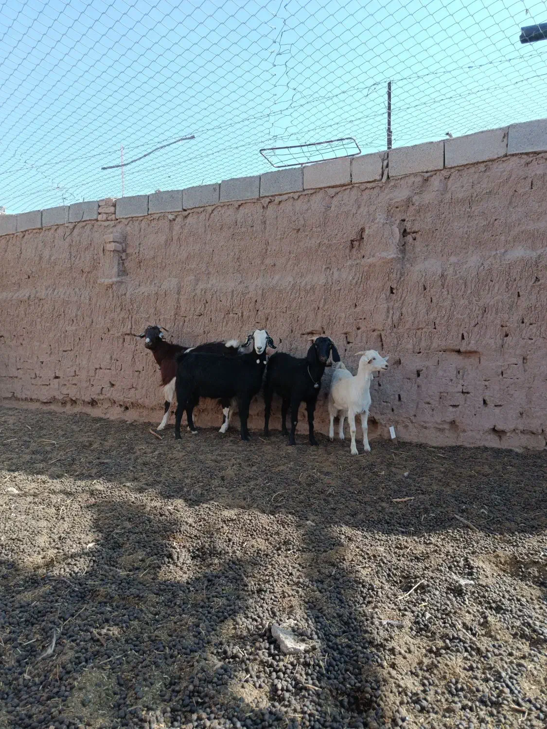 سه بز و یک بز غاله به شرط|حیوانات مزرعه|فردوس (خراسان), |دیوار