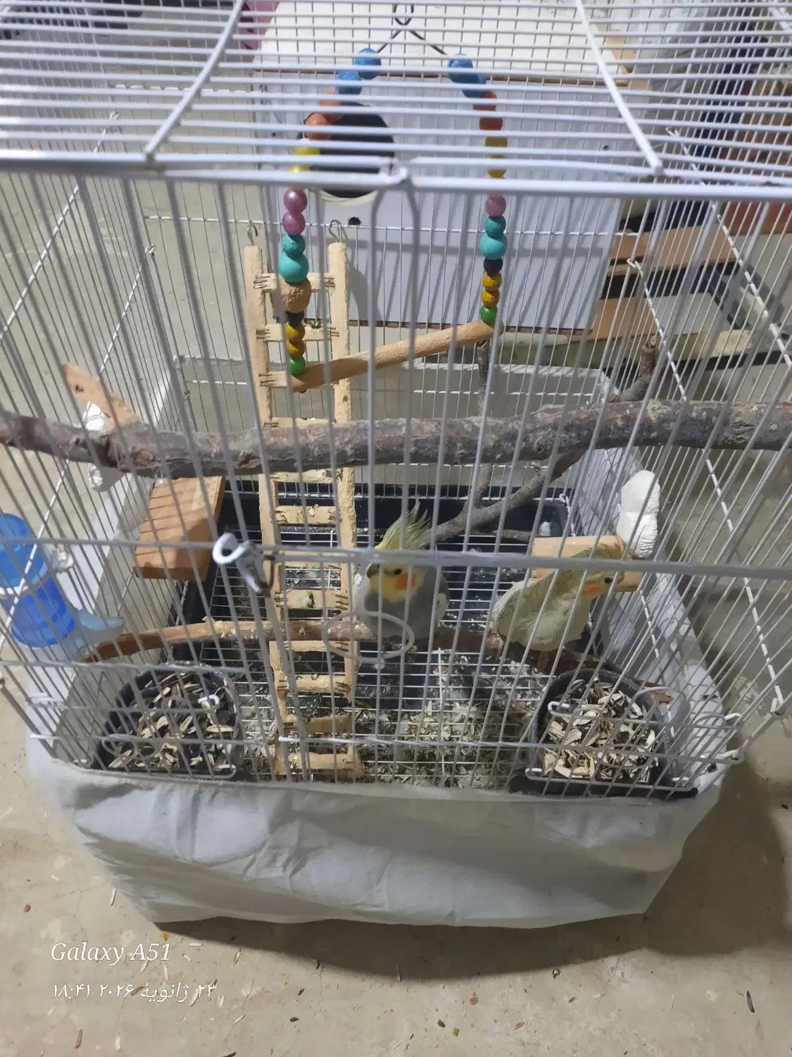 عروس هلندی|حیوانات|بهارستان, |دیوار