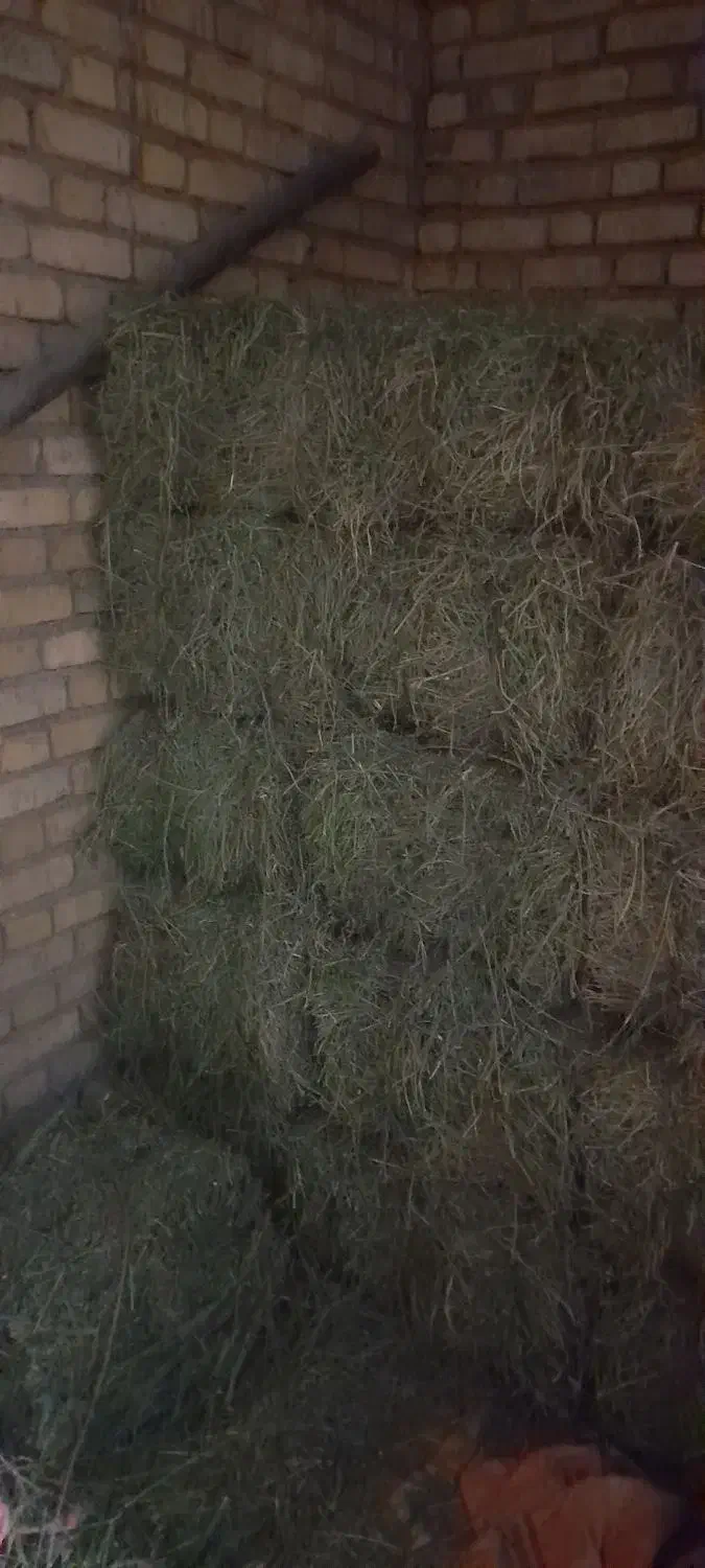 یونجه چرداول|حیوانات مزرعه|زاگرس, |دیوار