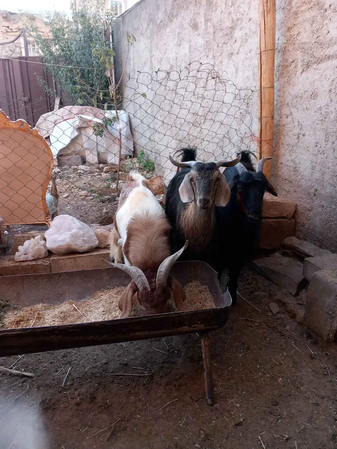 بره نر و بزغاله شیرکن|حیوانات مزرعه|قره چای, |دیوار