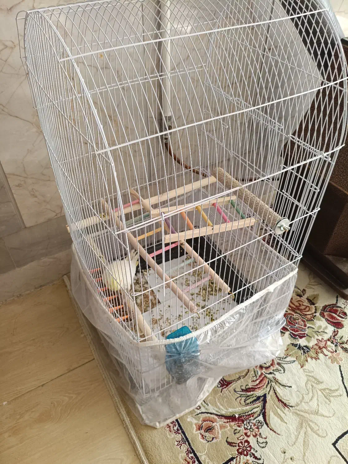 عروس هلندی ماده لوتینو|پرنده|مشهد, ایثار|دیوار