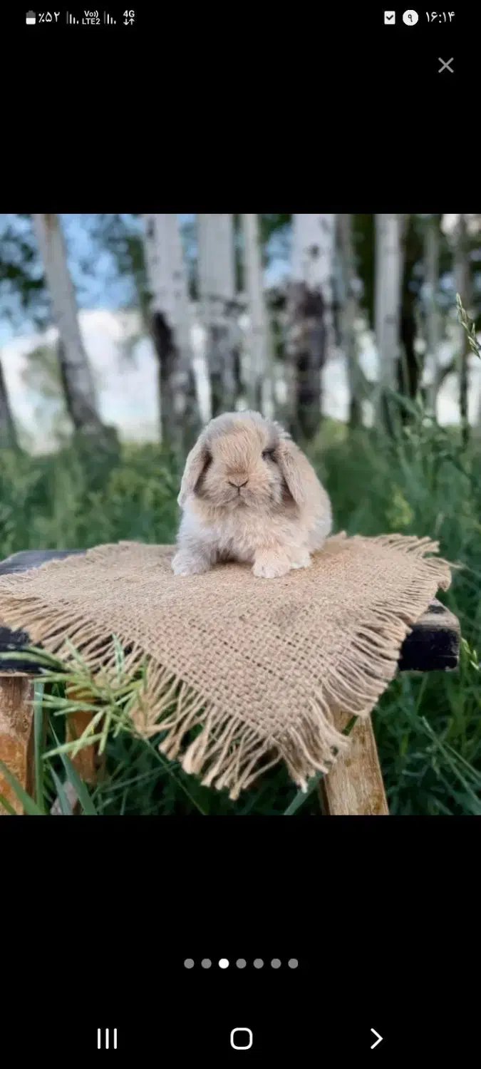 خرگوش یک جفت مرغ عشق خرگوش|موش و خرگوش|مشهد, توس (بلوار توس)|دیوار