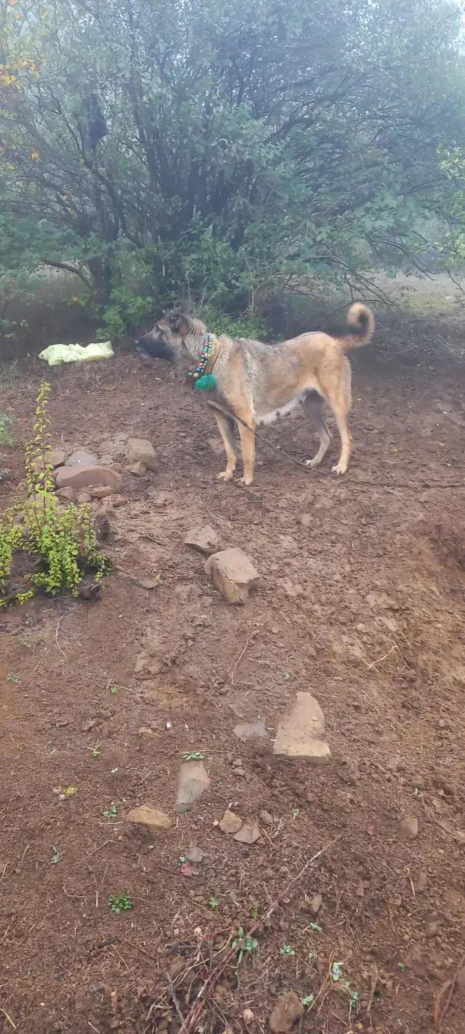 سلام . فروش یا معاوضه ماده مناسب گله|سگ|دیلمان, |دیوار