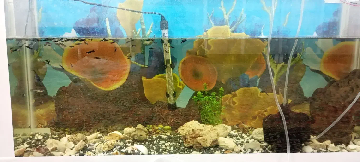 آکواریوم|ماهی|رفسنجان, |دیوار