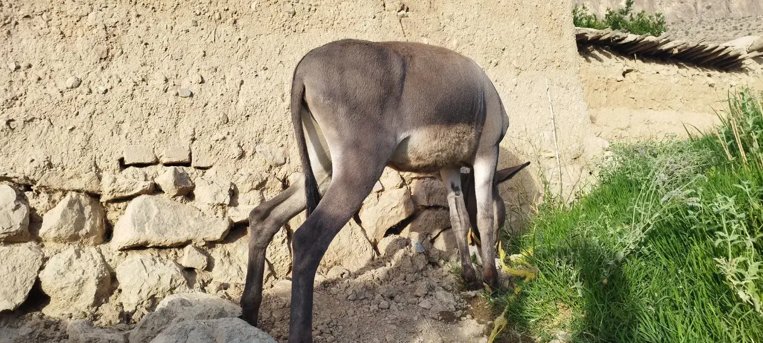 فروش کره الاغ نر|حیوانات مزرعه|کر, |دیوار