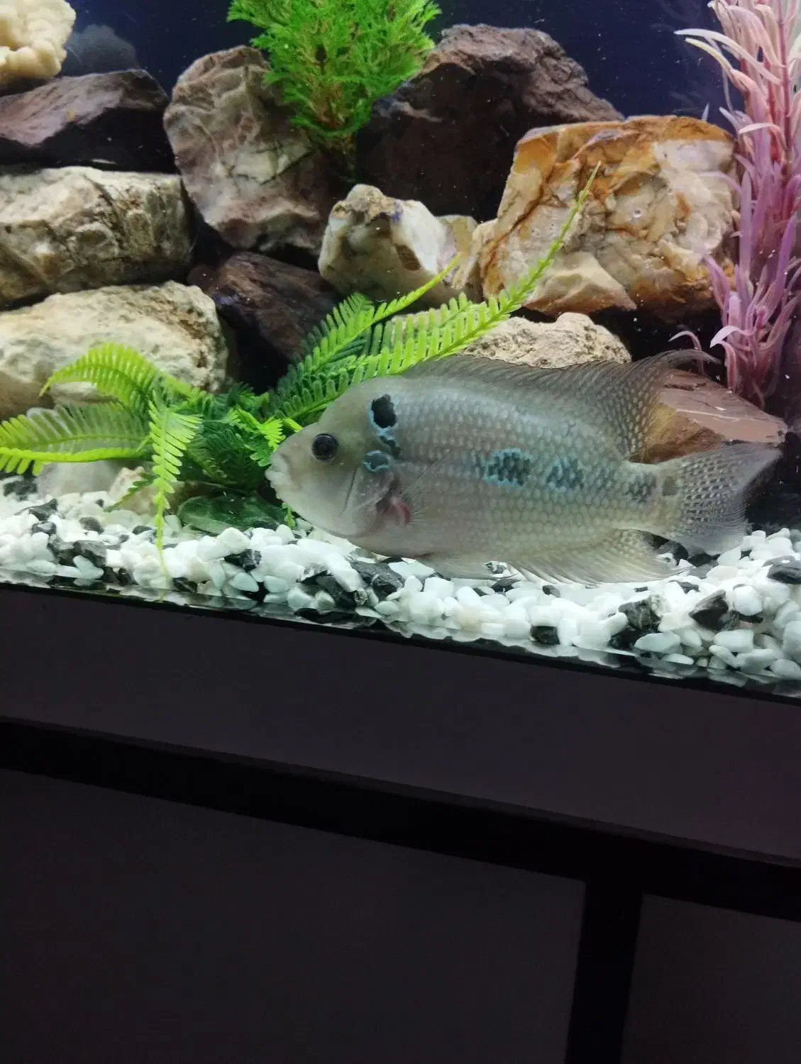 ماهی فلاور گوشتخوار|ماهی|کرمانشاه, |دیوار