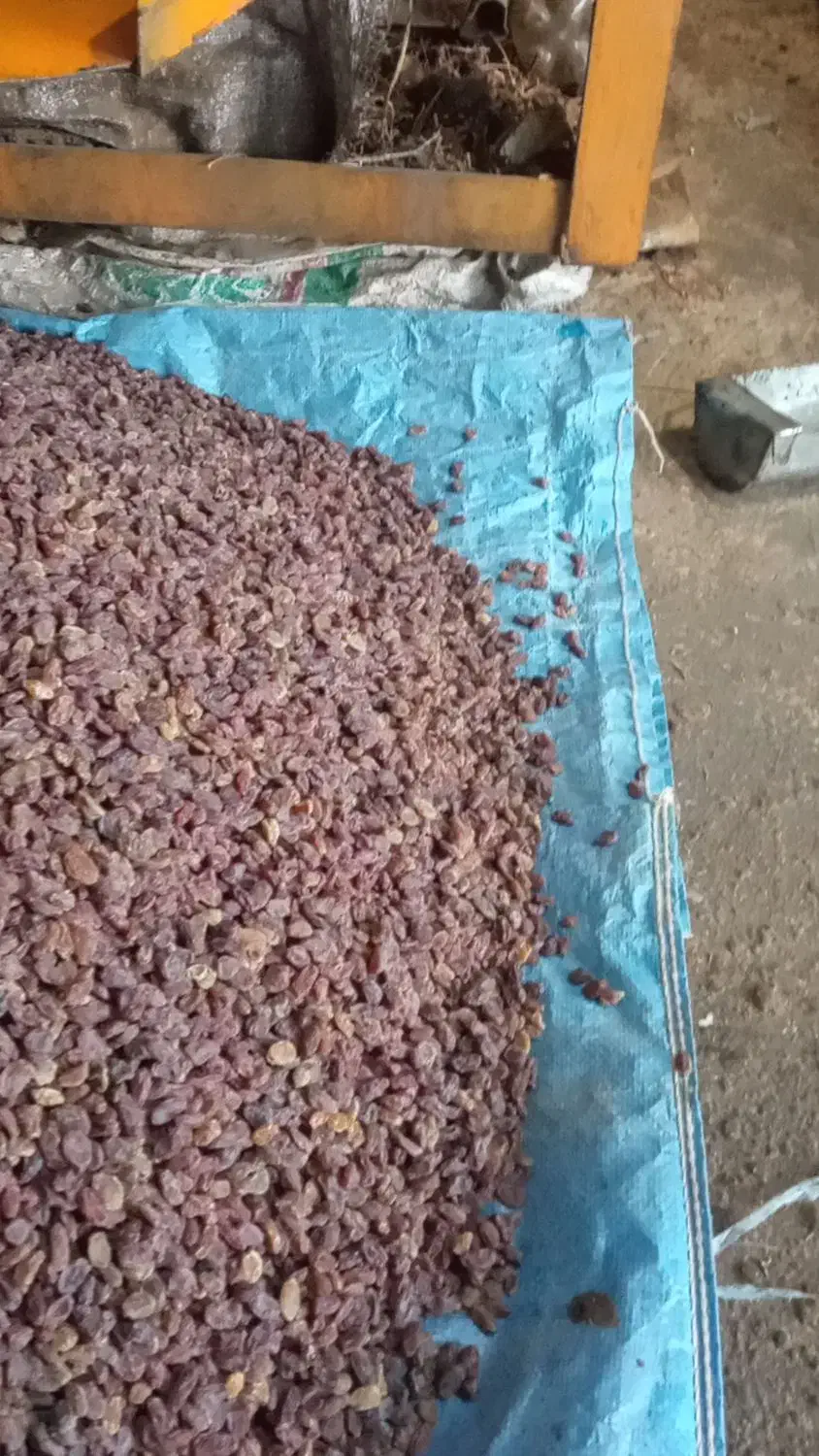 کشمش آفتابی اصل بوانات|خوردنی و آشامیدنی|شیراز, کوشک میدان|دیوار