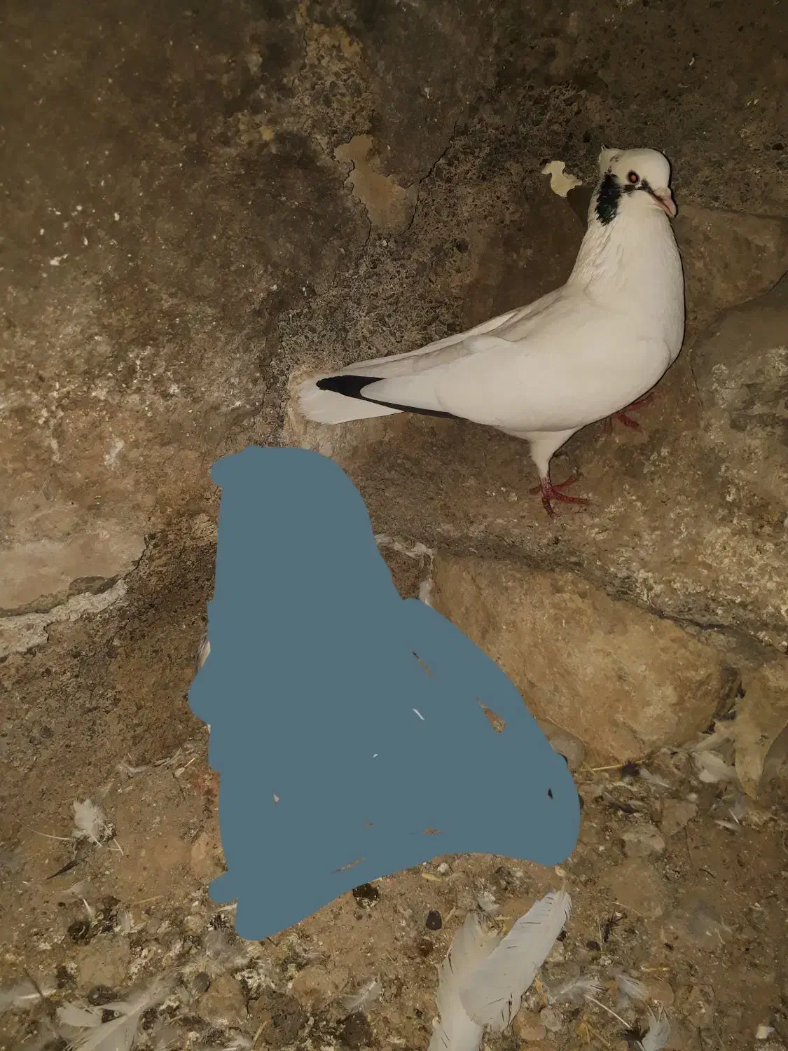 کبوتر|پرنده|ملکشاهی, |دیوار