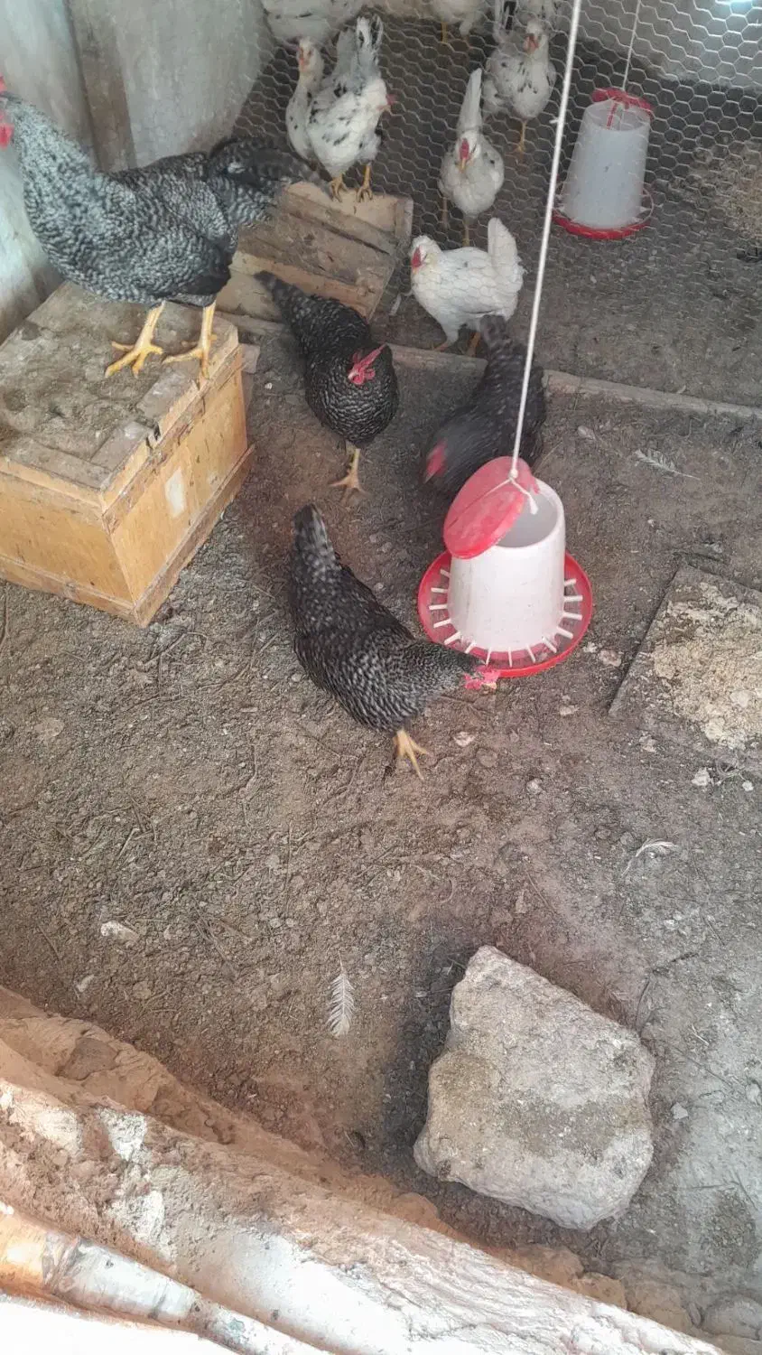 مرغ برا فروش|حیوانات مزرعه|اسکو, |دیوار