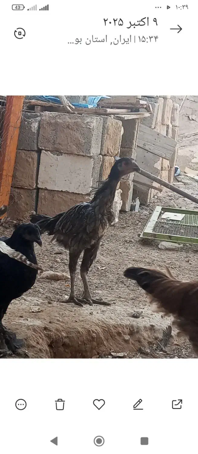 مرغ لاری|حیوانات مزرعه|شبانکاره, |دیوار