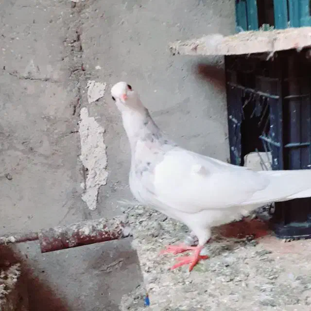 دسته طوقی|پرنده|بهبهان, |دیوار