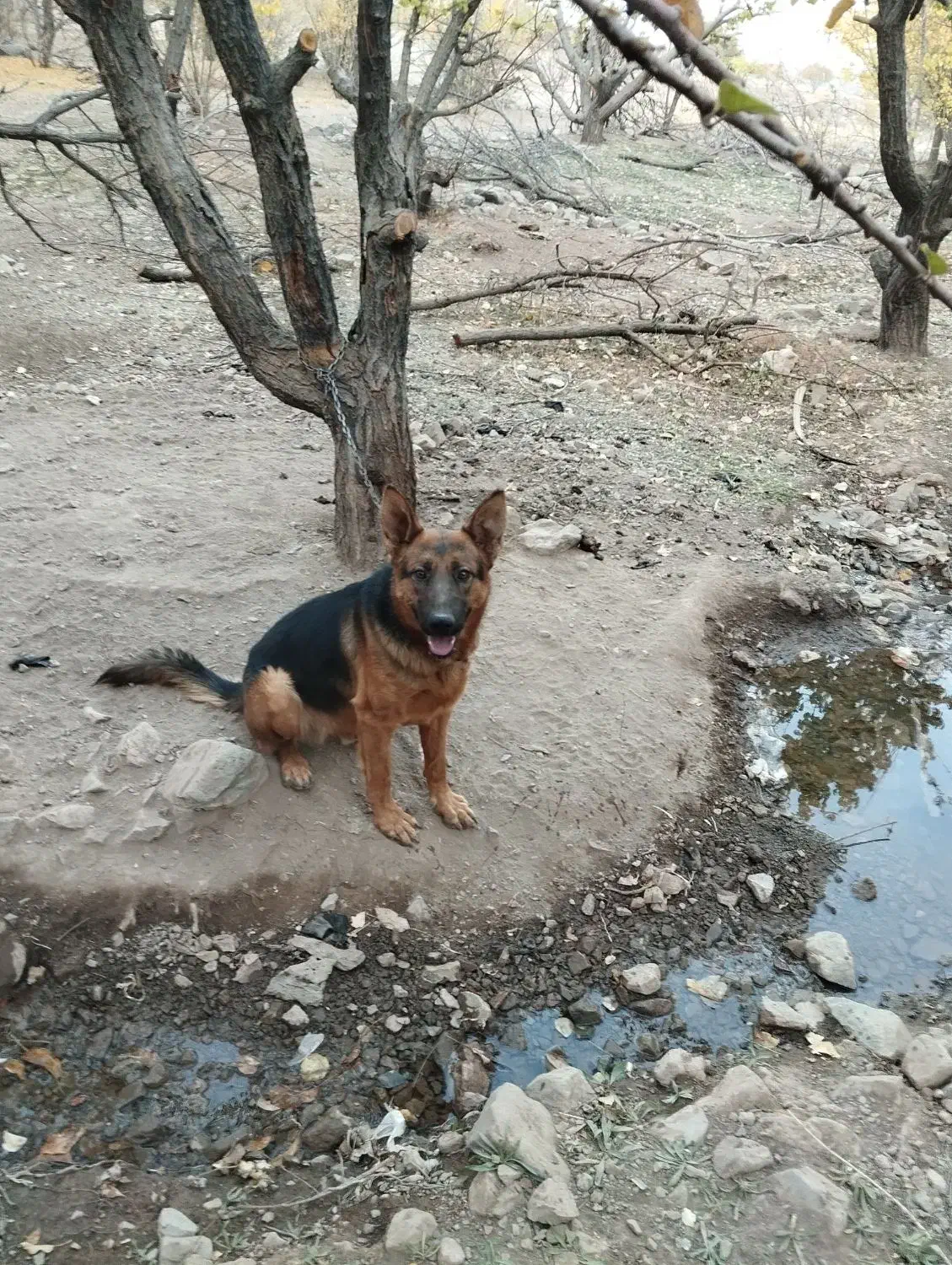 سگ ژرمن|سگ|نرماشیر, |دیوار