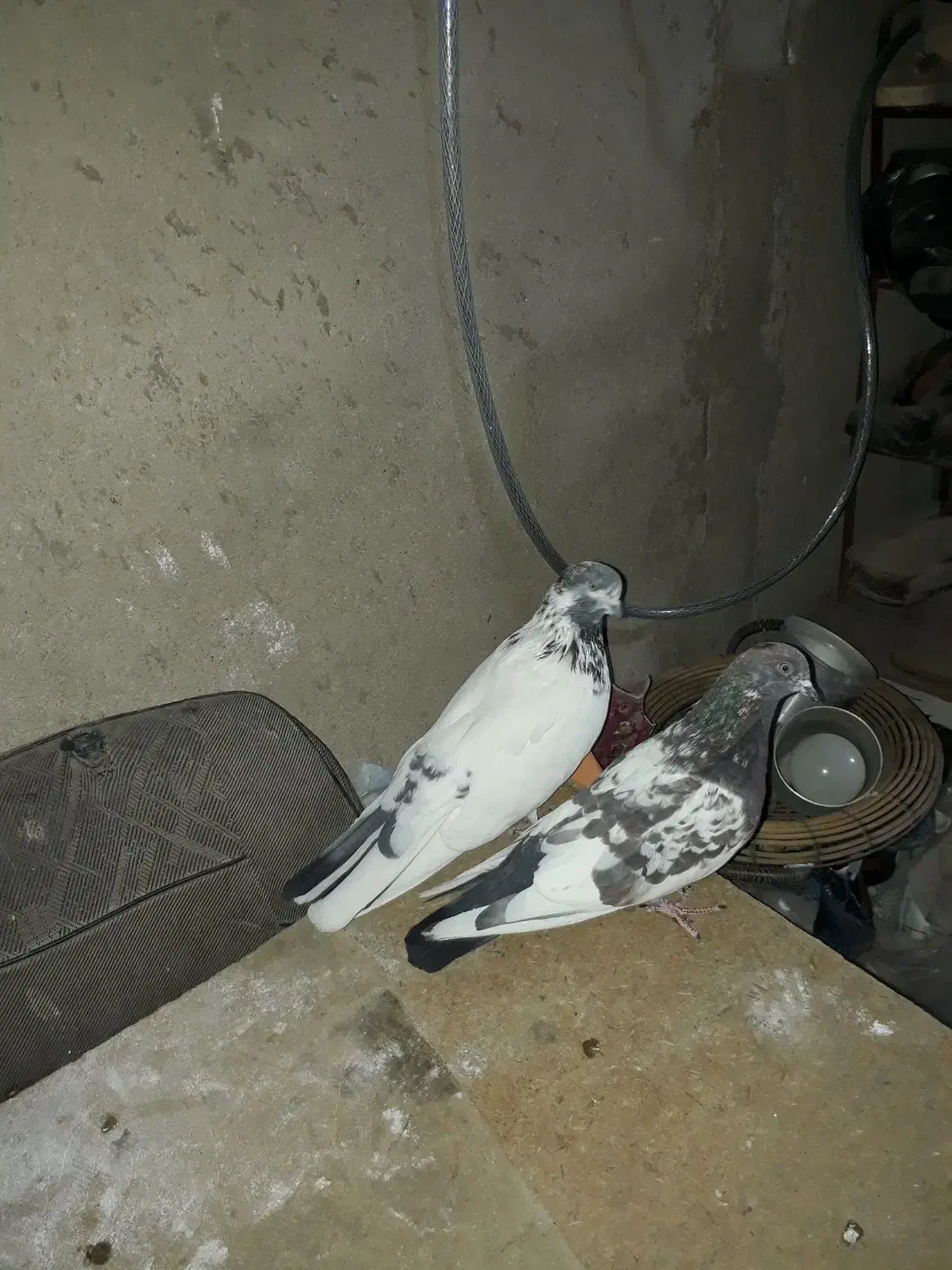 کفتر|پرنده|سیلاخور, |دیوار