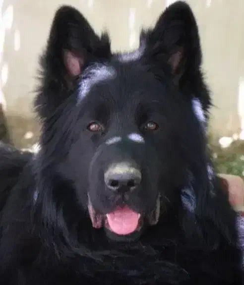 واگذاری سگ ژرمن بلک موبلند کینگ شولاین نر|سگ|تهران, مجیدآباد|دیوار