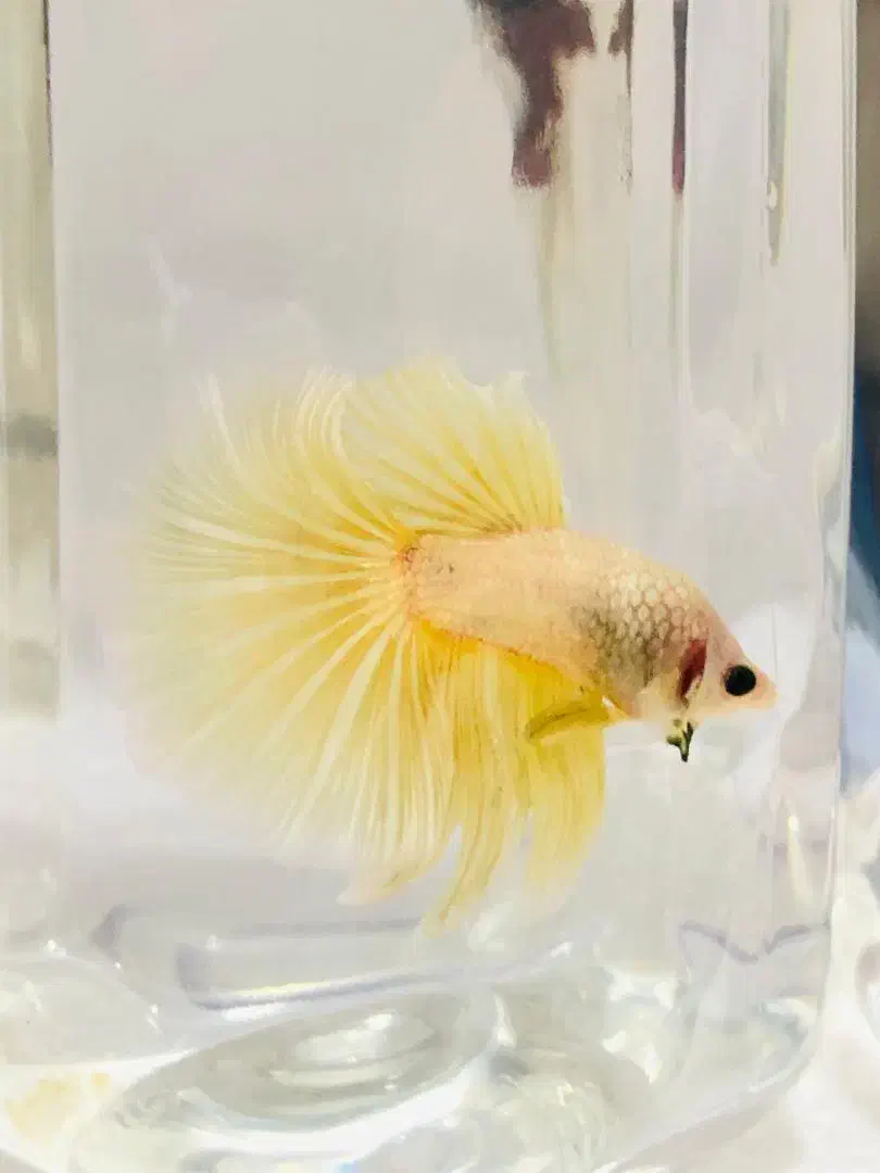 فایتر Betta|ماهی|شیراز, فرگاز|دیوار