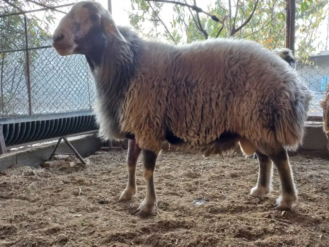 قوچ هترو قوچ سبز|حیوانات مزرعه|اصفهان, قائمیه|دیوار