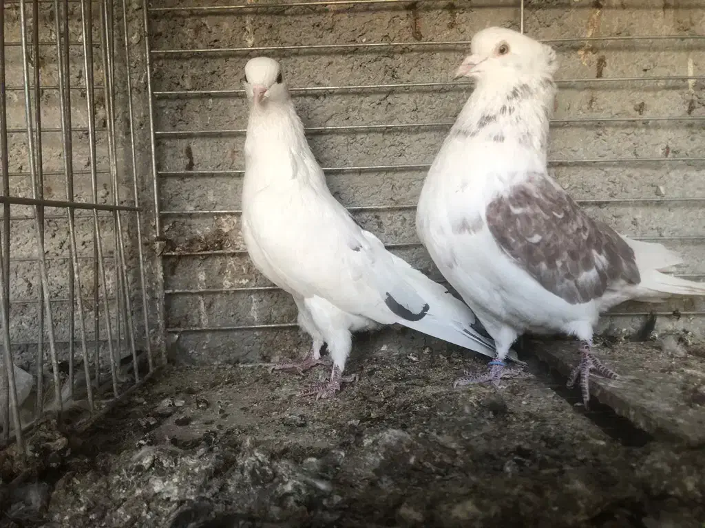 نروماده دهنجور ساعت بالا|پرنده|تهران, امام زاده عبدالله|دیوار