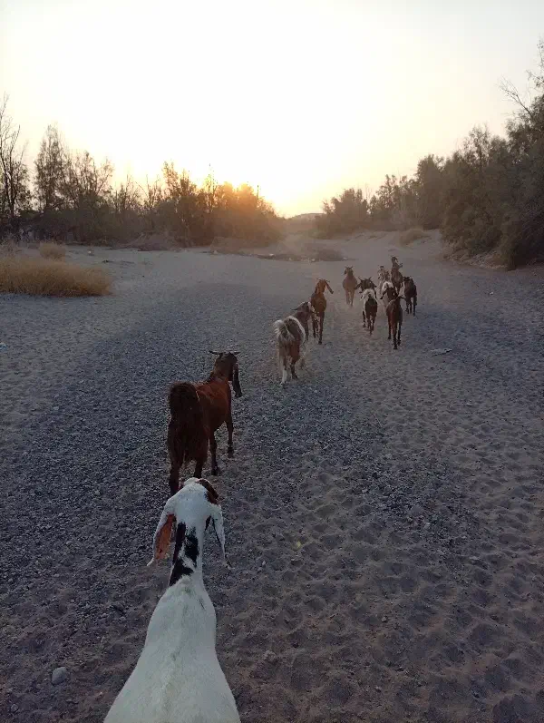 فروش بز داشتی دوقلوزاباکهره وگیسه|حیوانات مزرعه|رودبار (کرمان), |دیوار